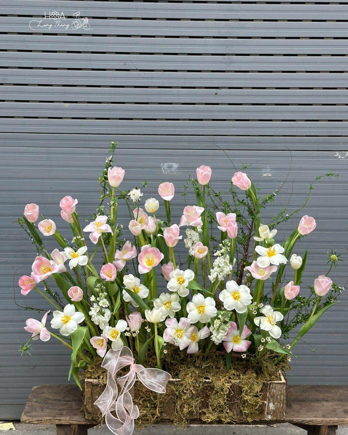 Tulip hồng nhạt daisy mix trắng