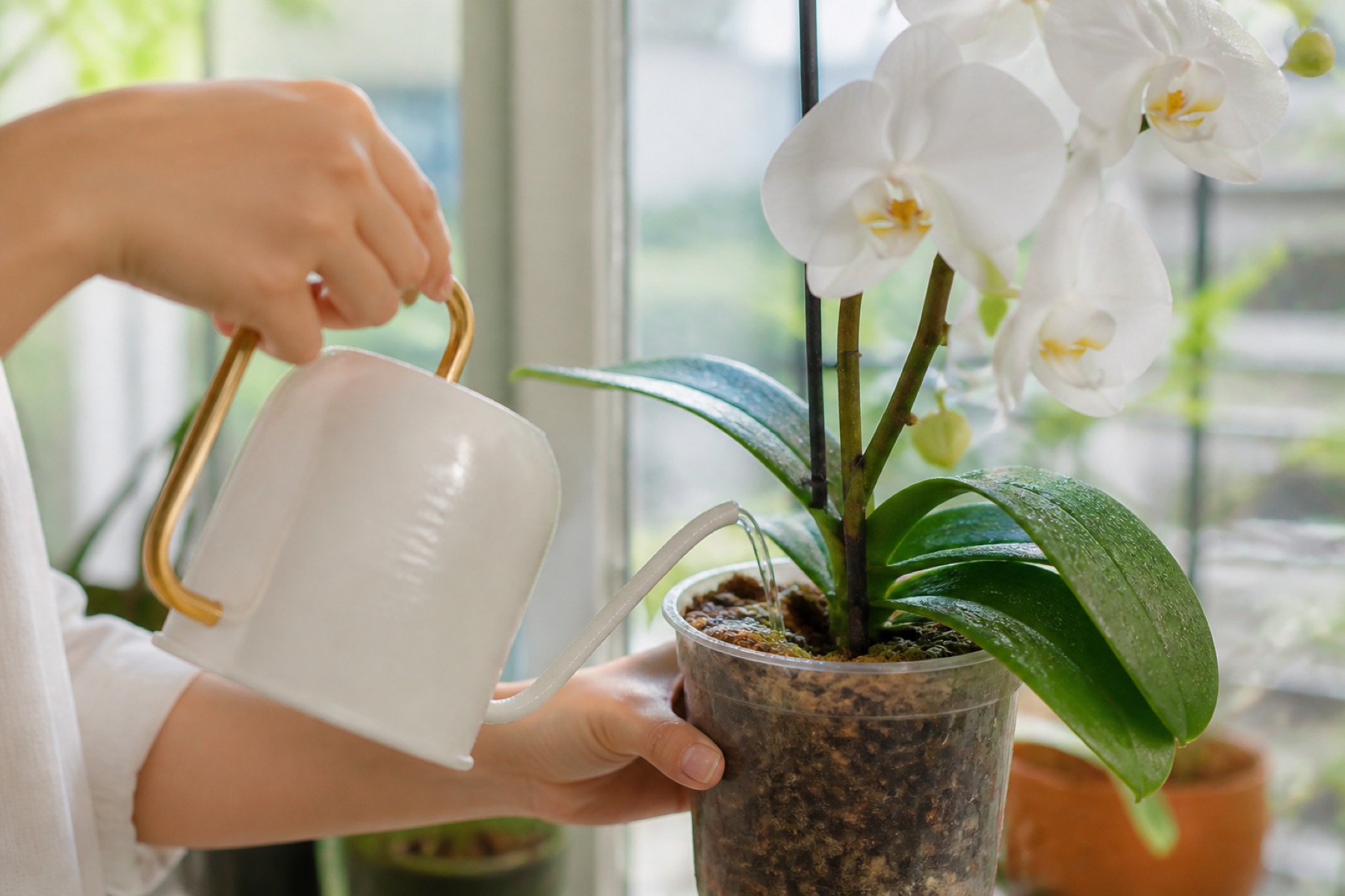 chậu lan hồ điệp mặt đất hay bàn tốt