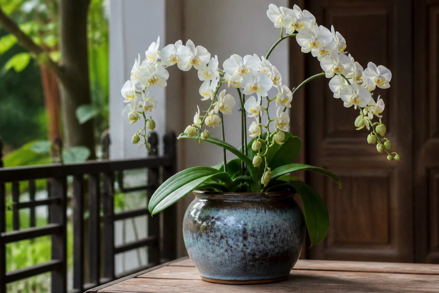 Chậu Lan Hồ Điệp Để Bàn Gốm Trắng Hà Nội — Nhập Khẩu Cao Cấp