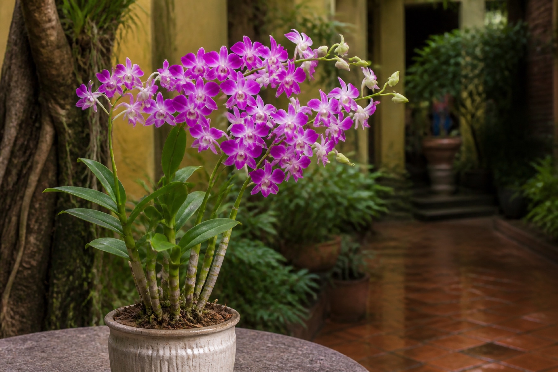 Lan Hồ Điệp So Với Dendrobium: Khác Biệt & Chọn Loại Phù Hợp Hà Nội