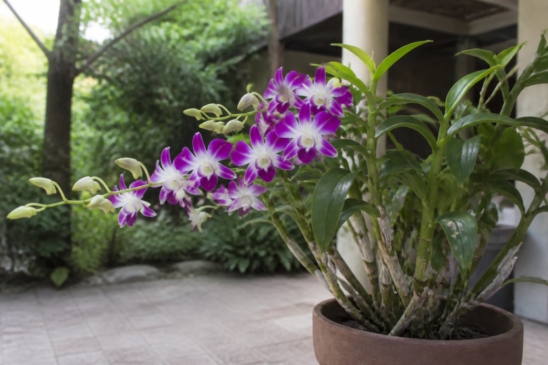 lan hồ điệp so dendrobium nào