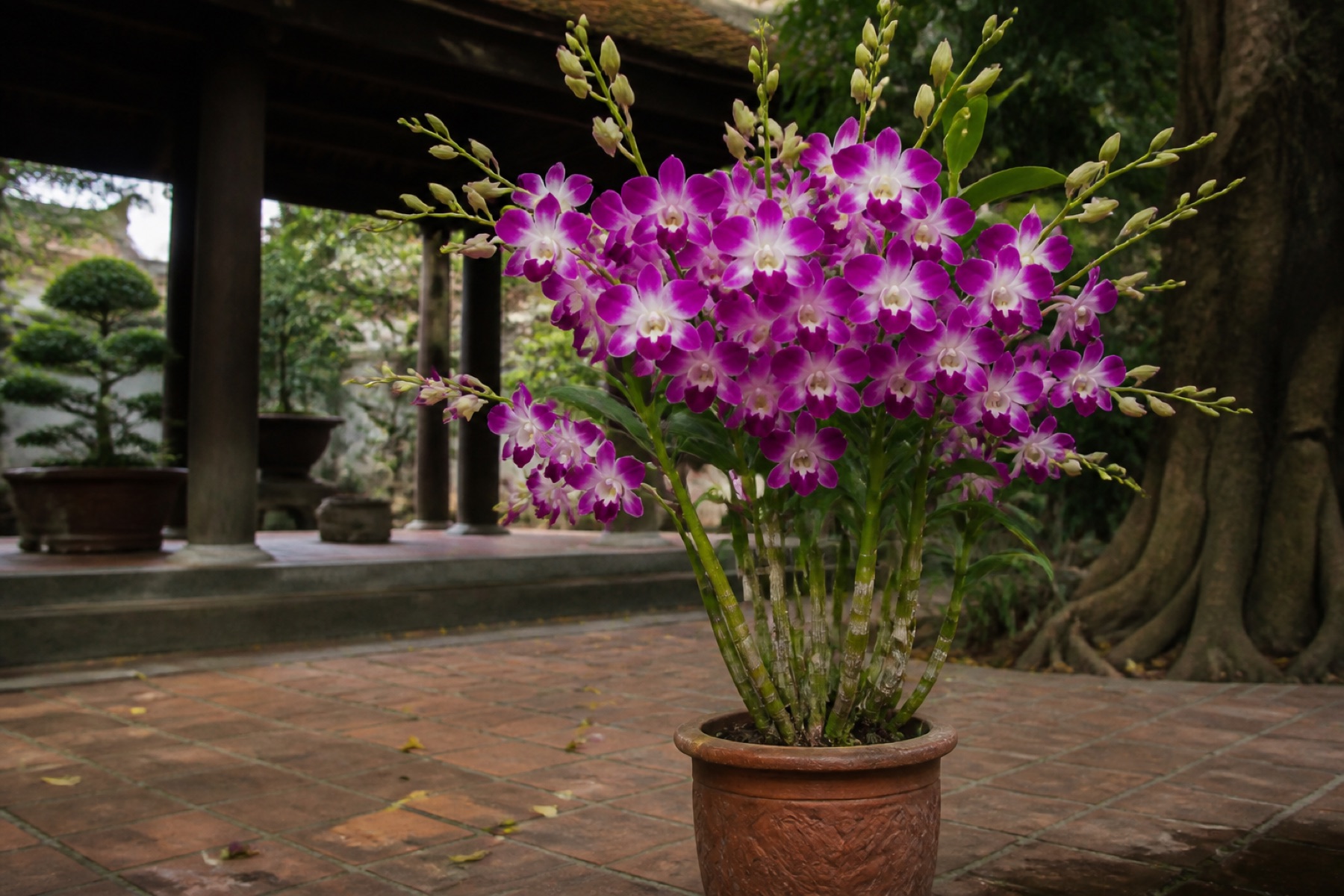 lan hồ điệp so dendrobium nào