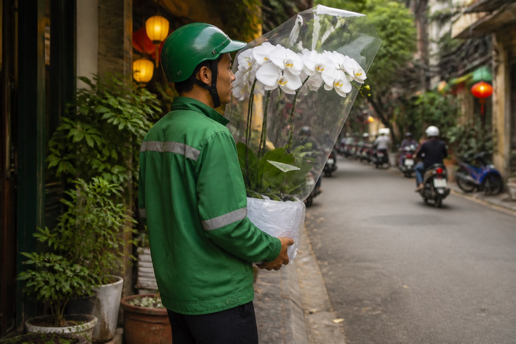 lan hồ điệp để bàn tây bắc Hà Nội chiết