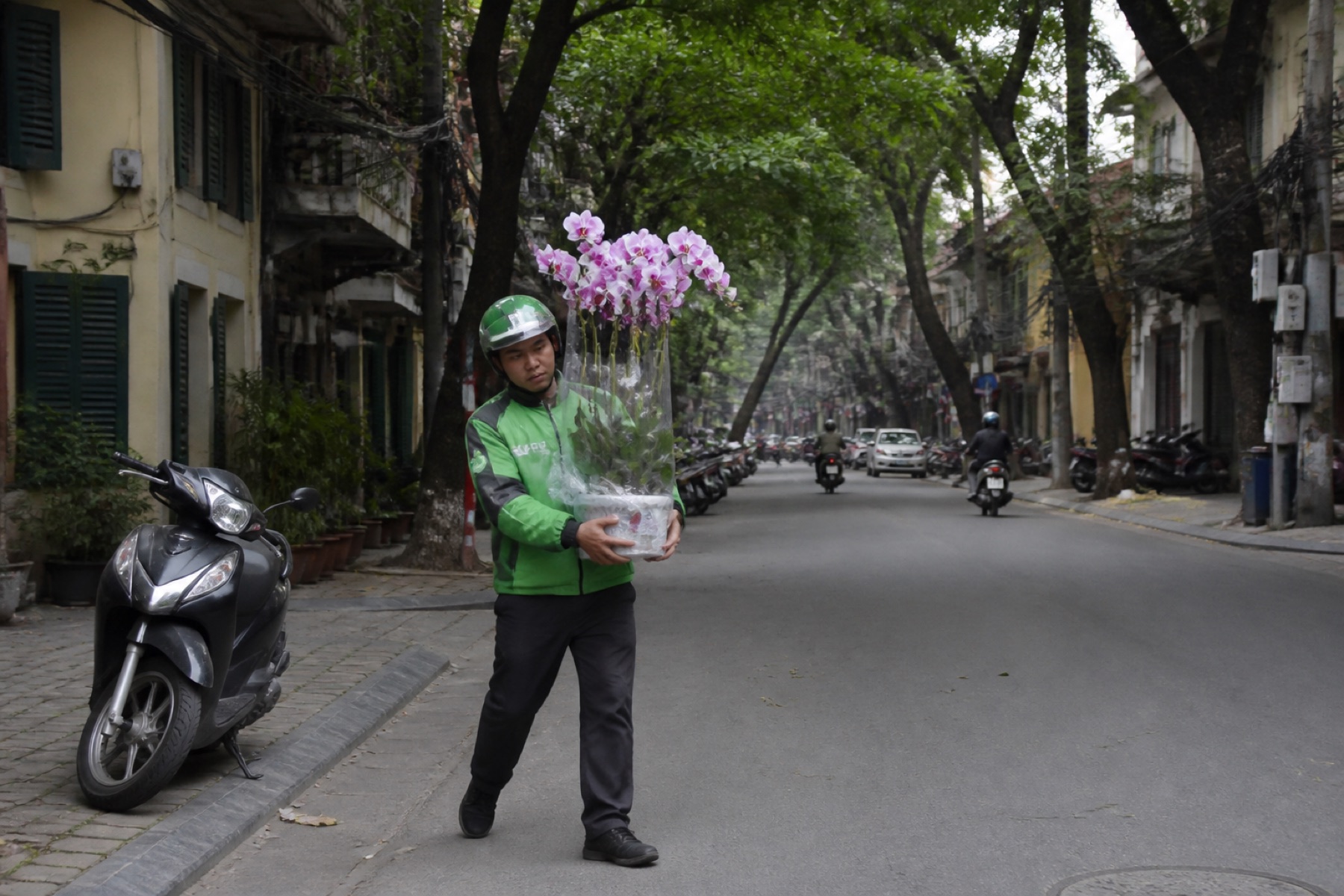 lan hồ điệp để bàn tây bắc Hà Nội chiết