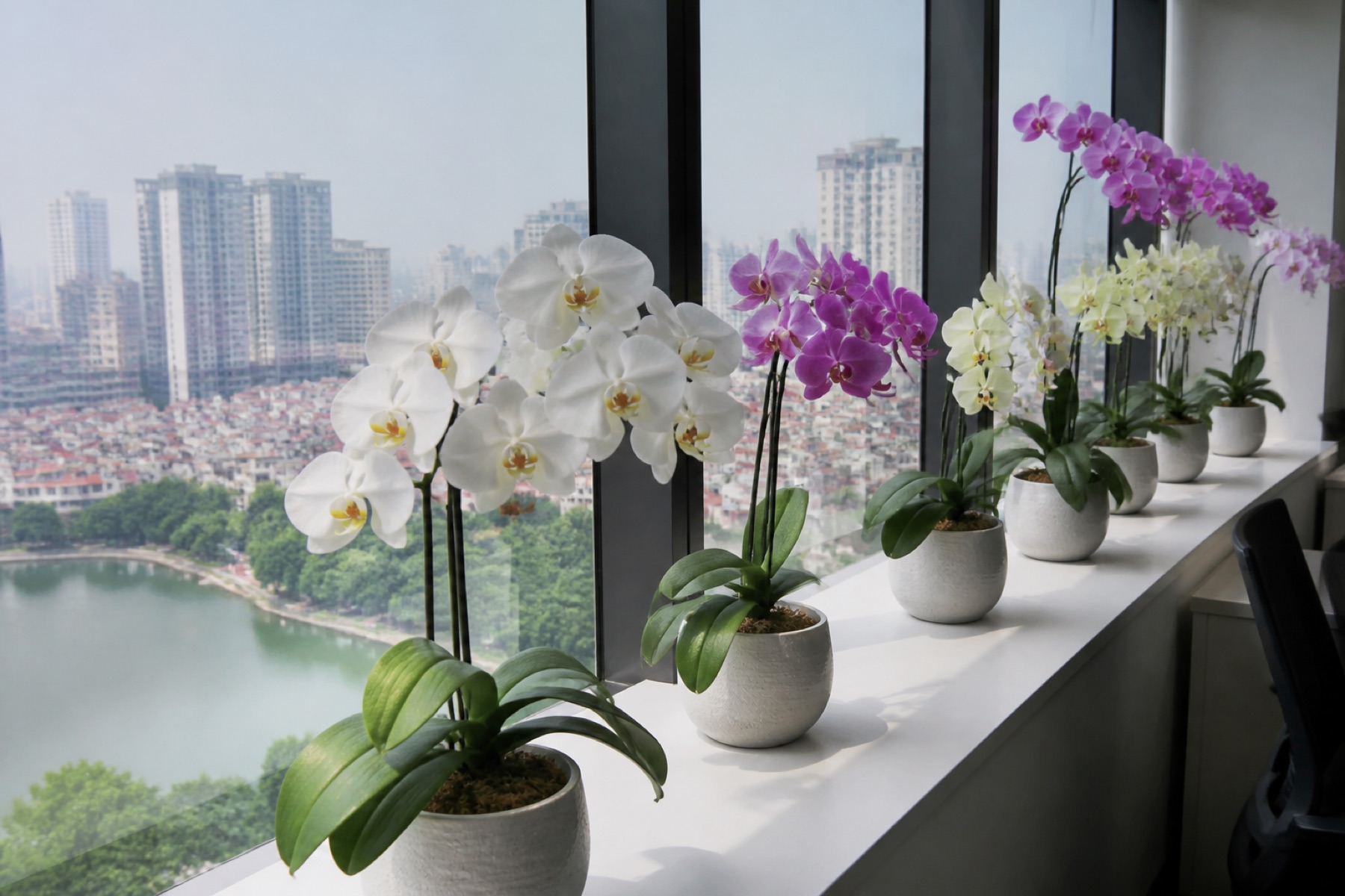 Lan hồ điệp để văn phòng điều hòa quanh năm ở Hà Nội