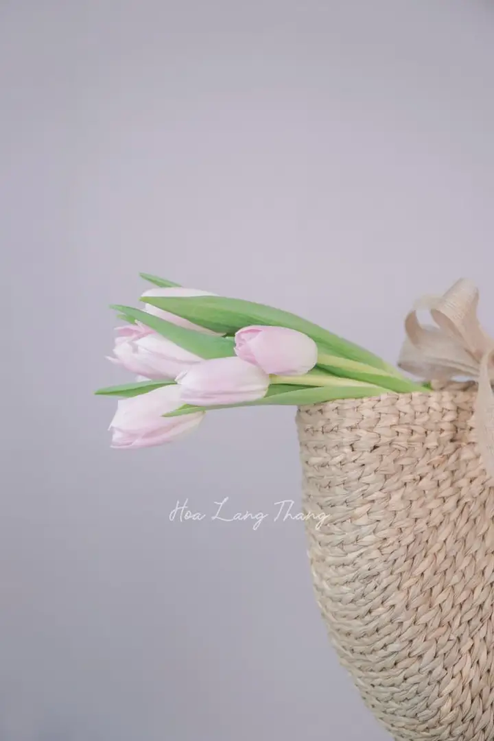 Hoa Cúc Nhện (Spider Mum) — Ý Nghĩa, Giá & 12 Mẫu Đẹp 2026