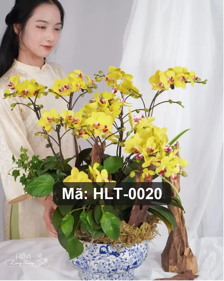 Chậu lan hồ điệp mix lụa - Orchid Elegance
