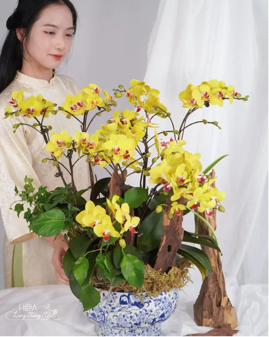 Chậu lan hồ điệp mix lụa - Orchid Elegance