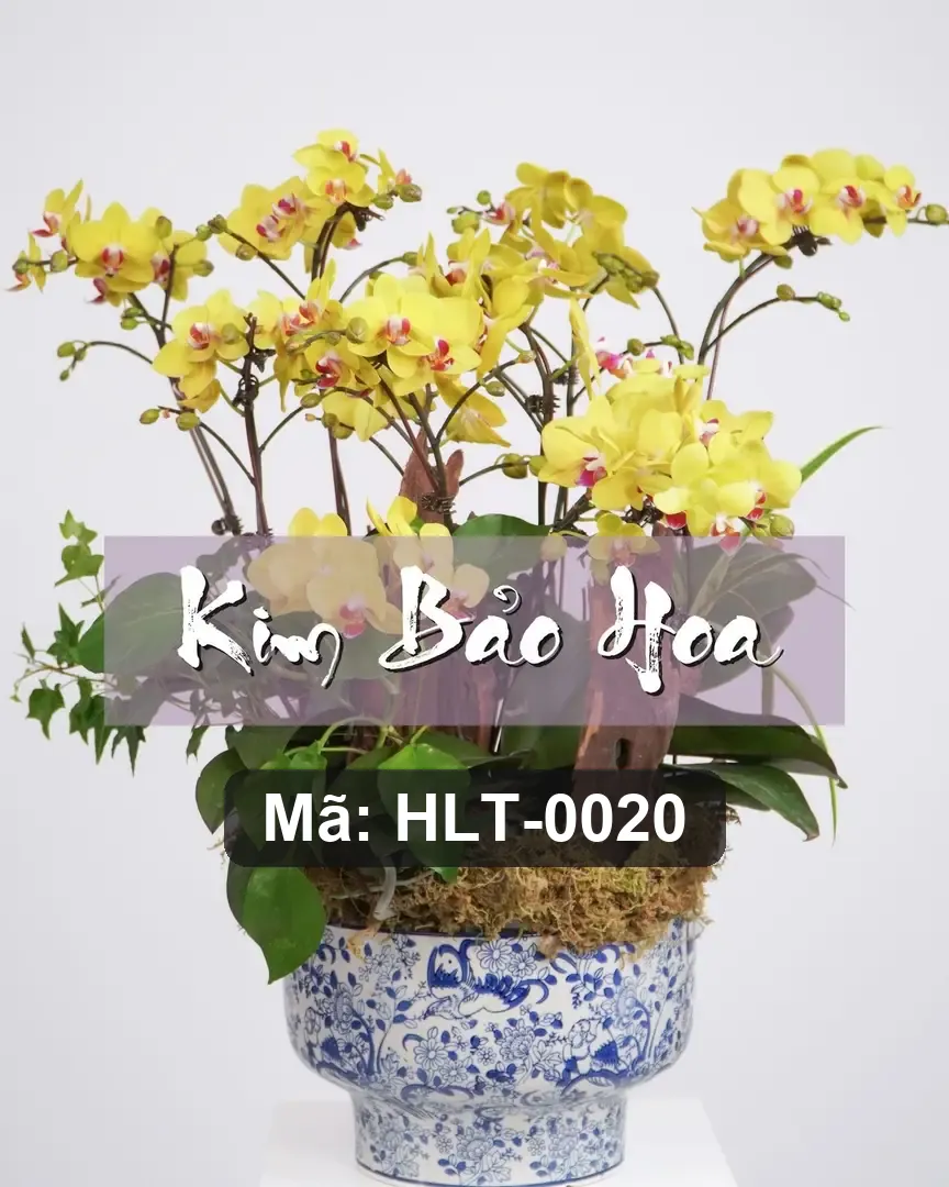 Chậu lan hồ điệp mix lụa - Orchid Elegance - Thumbnail 4