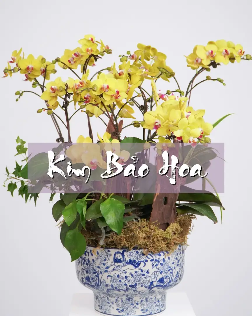 Chậu lan hồ điệp mix lụa - Orchid Elegance - Thumbnail 4