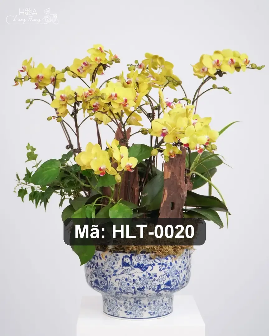 Chậu lan hồ điệp mix lụa - Orchid Elegance - Thumbnail 5