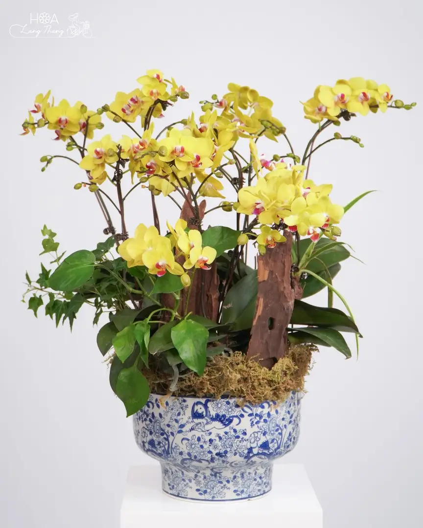 Chậu lan hồ điệp mix lụa - Orchid Elegance - Thumbnail 5