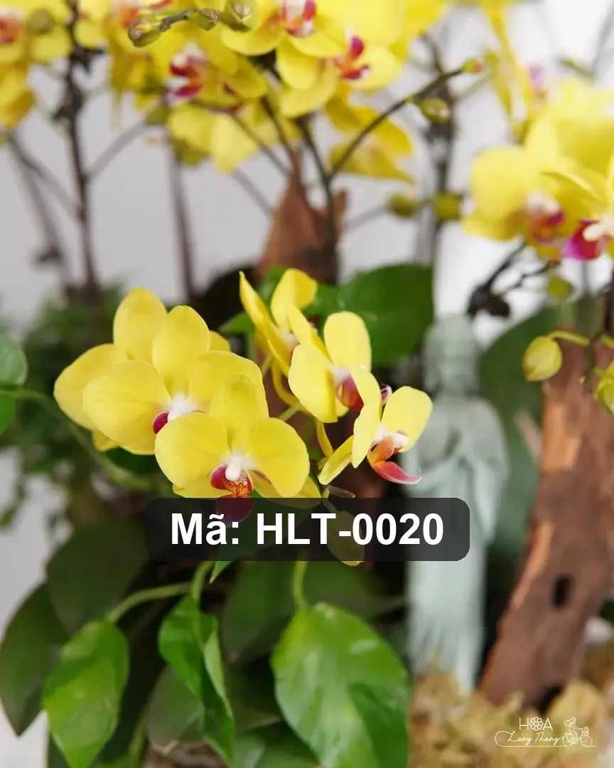 Chậu lan hồ điệp mix lụa - Orchid Elegance - Thumbnail 7