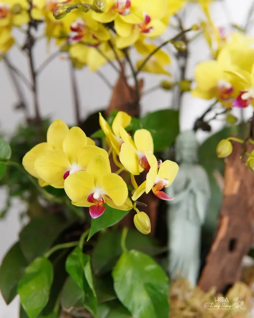 Chậu lan hồ điệp mix lụa - Orchid Elegance - Thumbnail 7