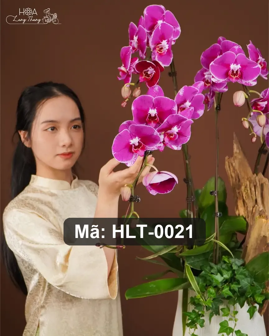 Chậu lan hồ điệp hồng mix lá phụ - Orchid Elegance