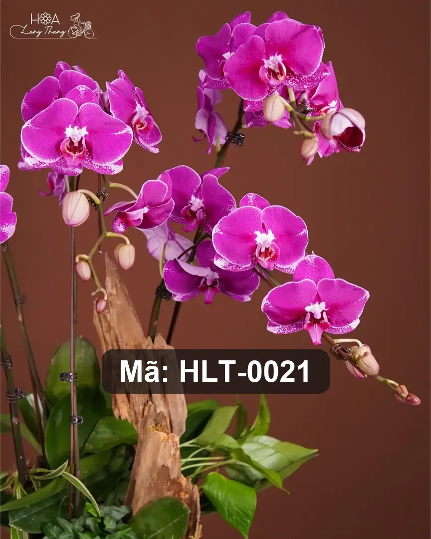 Chậu lan hồ điệp hồng mix lá phụ - Orchid Elegance - Thumbnail 2