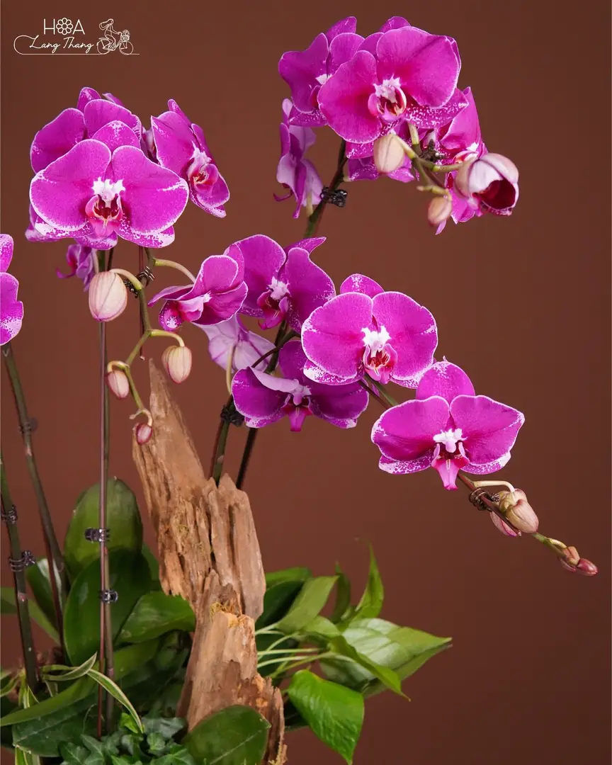 Chậu lan hồ điệp hồng mix lá phụ - Orchid Elegance — góc khác