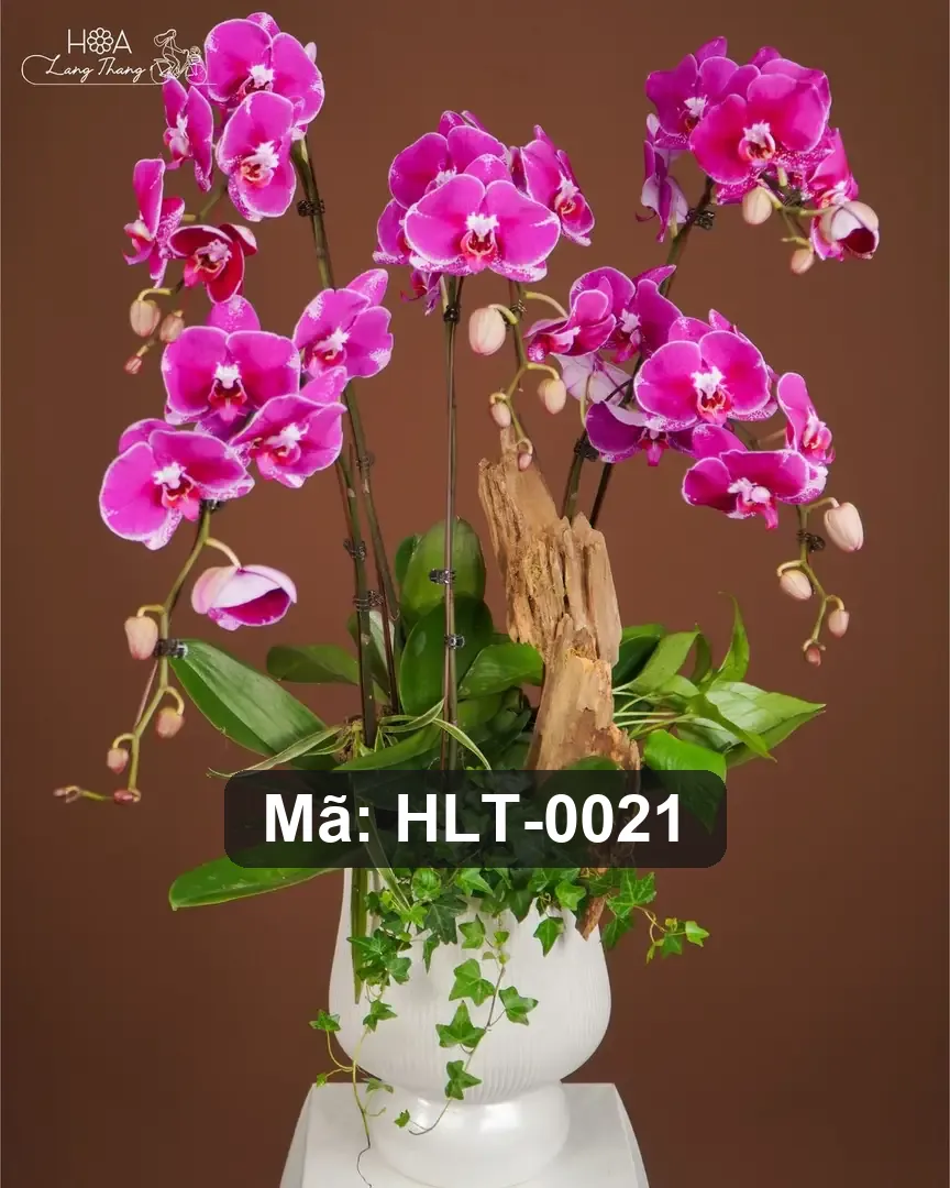 Chậu lan hồ điệp hồng mix lá phụ - Orchid Elegance - Thumbnail 3