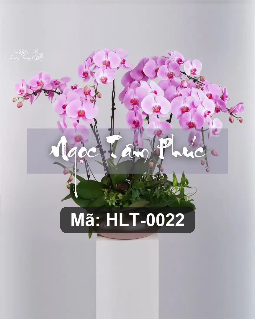Chậu lan hồ điệp hồng lụa - Eternal Orchid Elegance