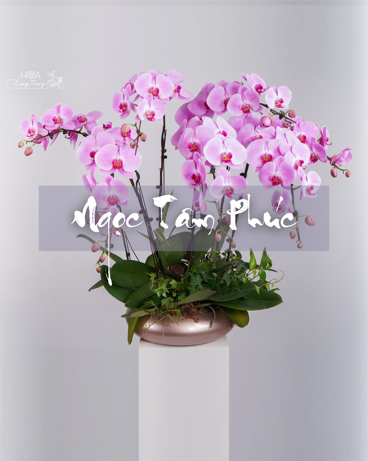 Chậu lan hồ điệp hồng lụa - Eternal Orchid Elegance