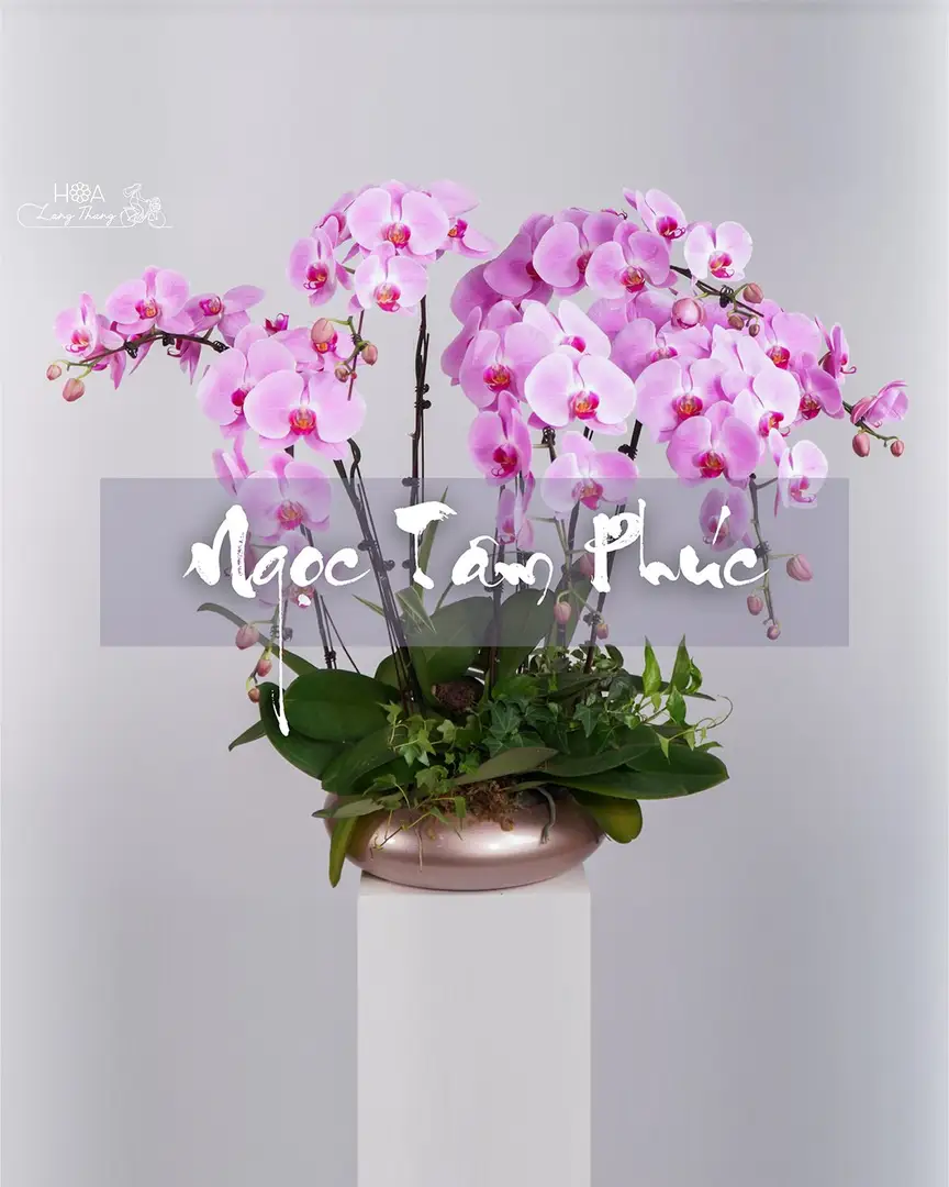 Chậu lan hồ điệp hồng lụa - Eternal Orchid Elegance