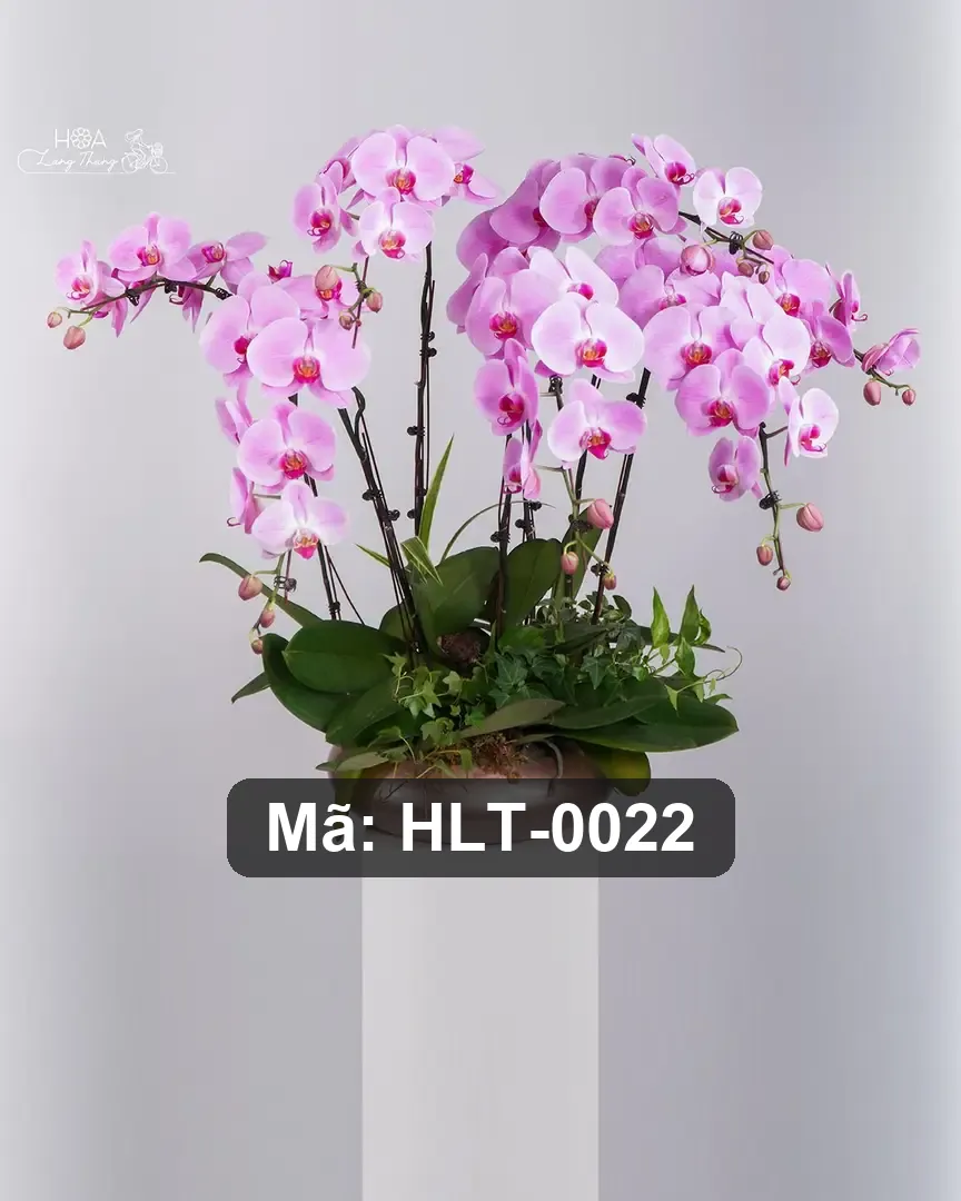 Chậu lan hồ điệp hồng lụa - Eternal Orchid Elegance - Thumbnail 2