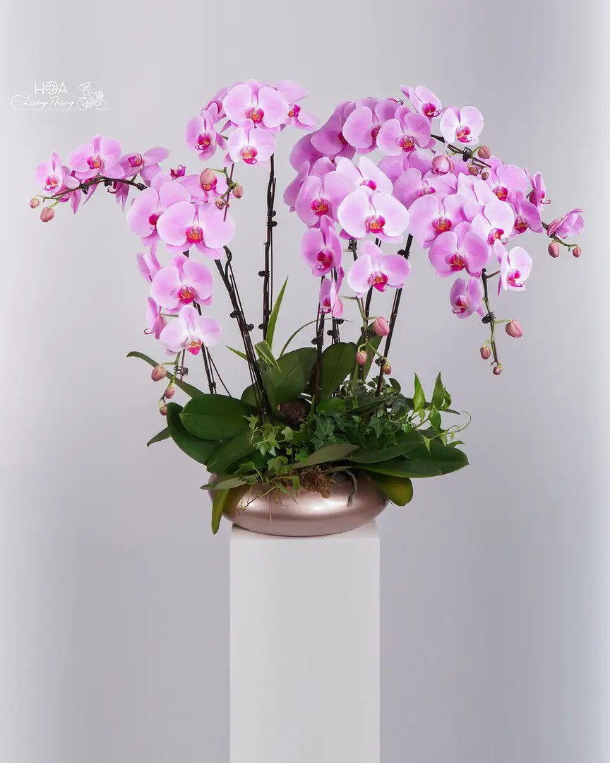 Chậu lan hồ điệp hồng lụa - Eternal Orchid Elegance — góc khác