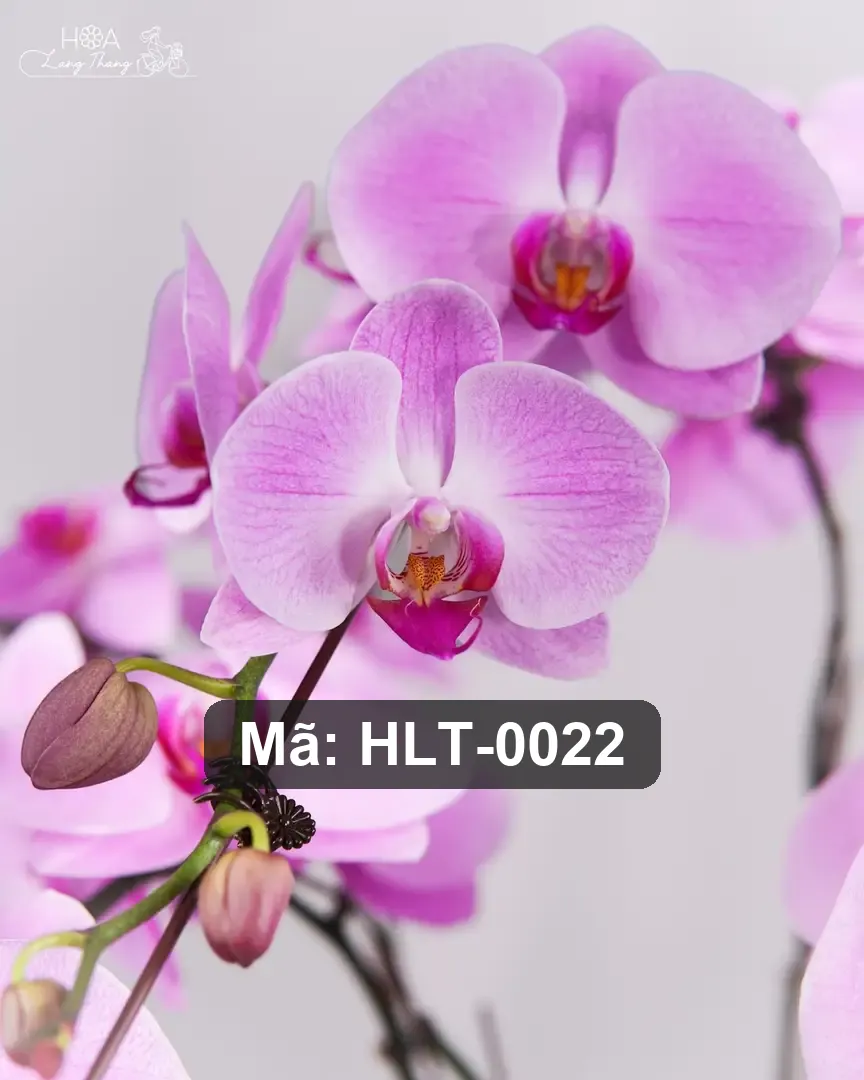 Chậu lan hồ điệp hồng lụa - Eternal Orchid Elegance - Thumbnail 3