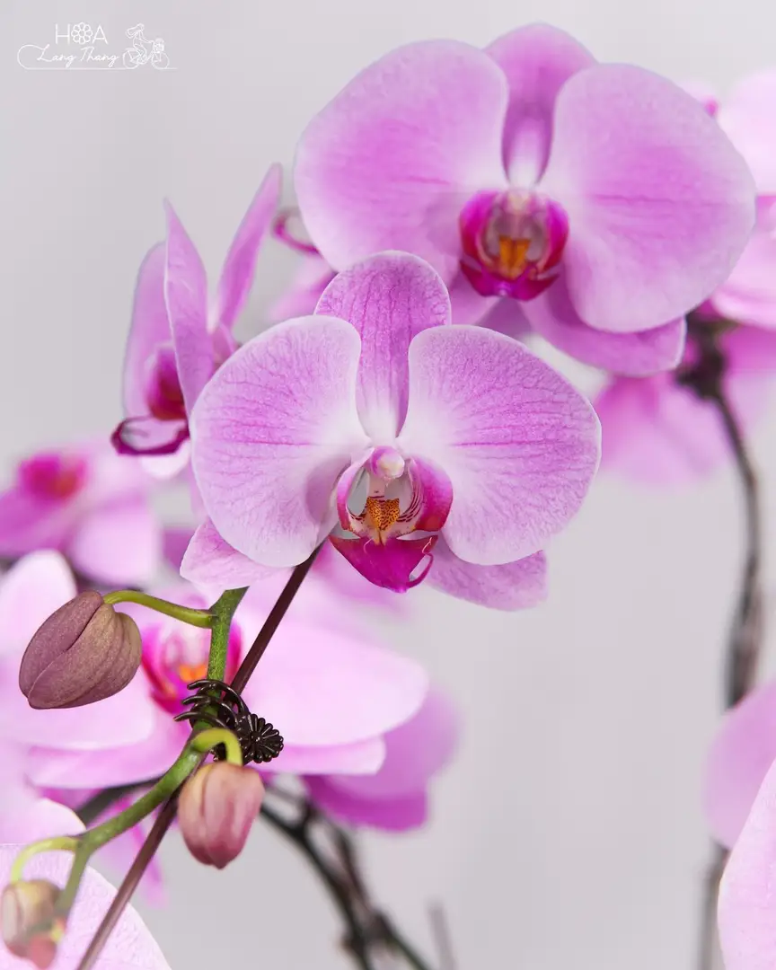 Chậu lan hồ điệp hồng lụa - Eternal Orchid Elegance - Thumbnail 3