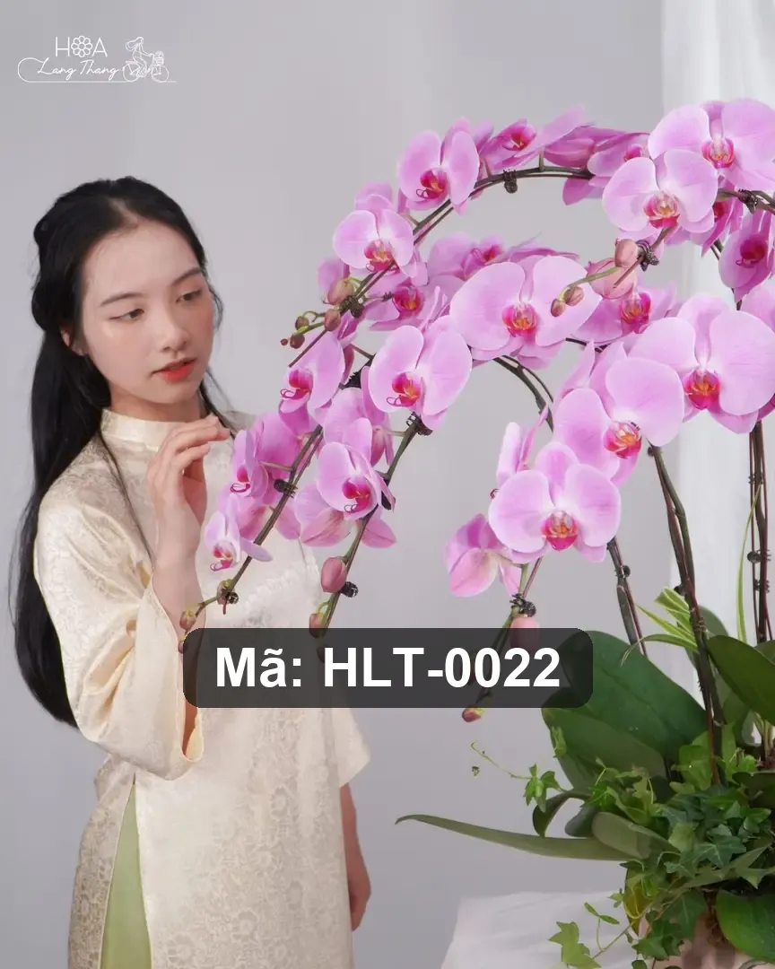 Chậu lan hồ điệp hồng lụa - Eternal Orchid Elegance - Thumbnail 6