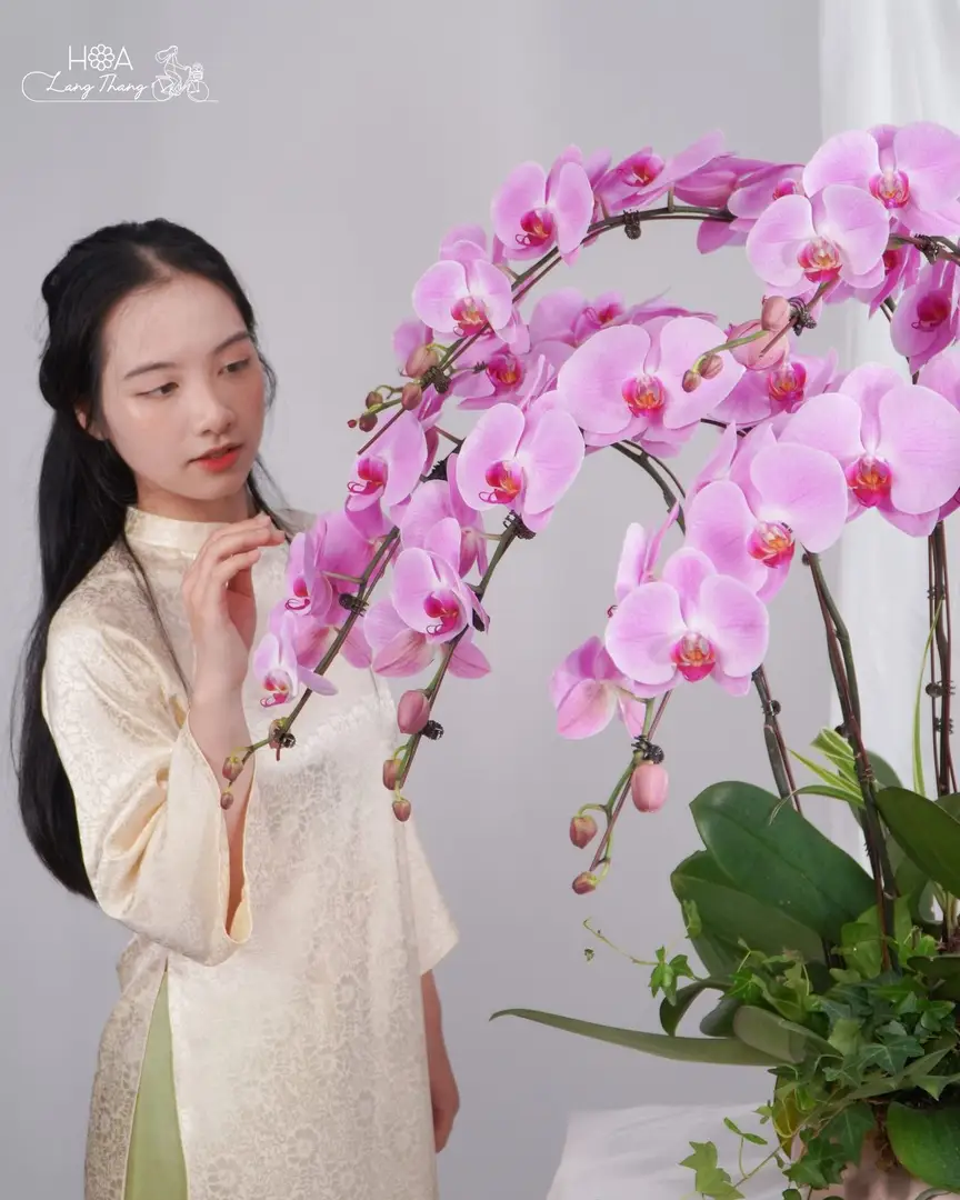 Chậu lan hồ điệp hồng lụa - Eternal Orchid Elegance - Thumbnail 6