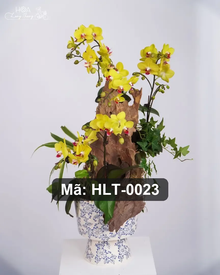 Chậu lan hồ điệp lụa - Orchid Serenity