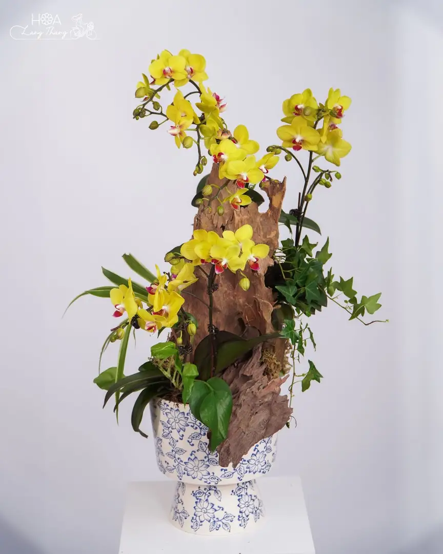 Chậu lan hồ điệp lụa - Orchid Serenity