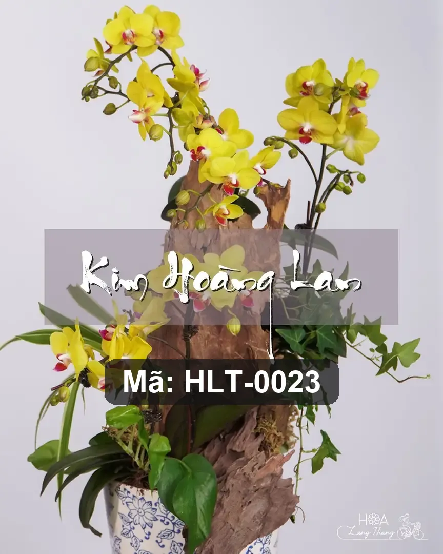 Chậu lan hồ điệp lụa - Orchid Serenity — góc khác