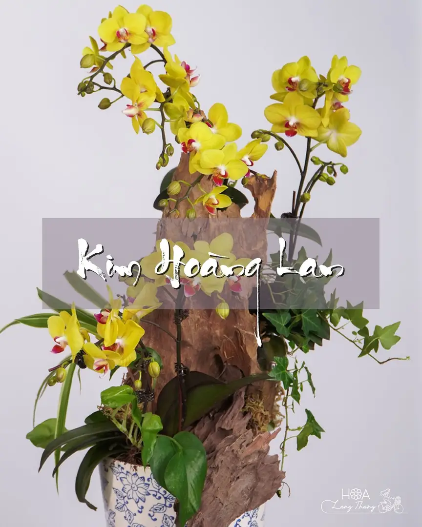 Chậu lan hồ điệp lụa - Orchid Serenity — góc khác