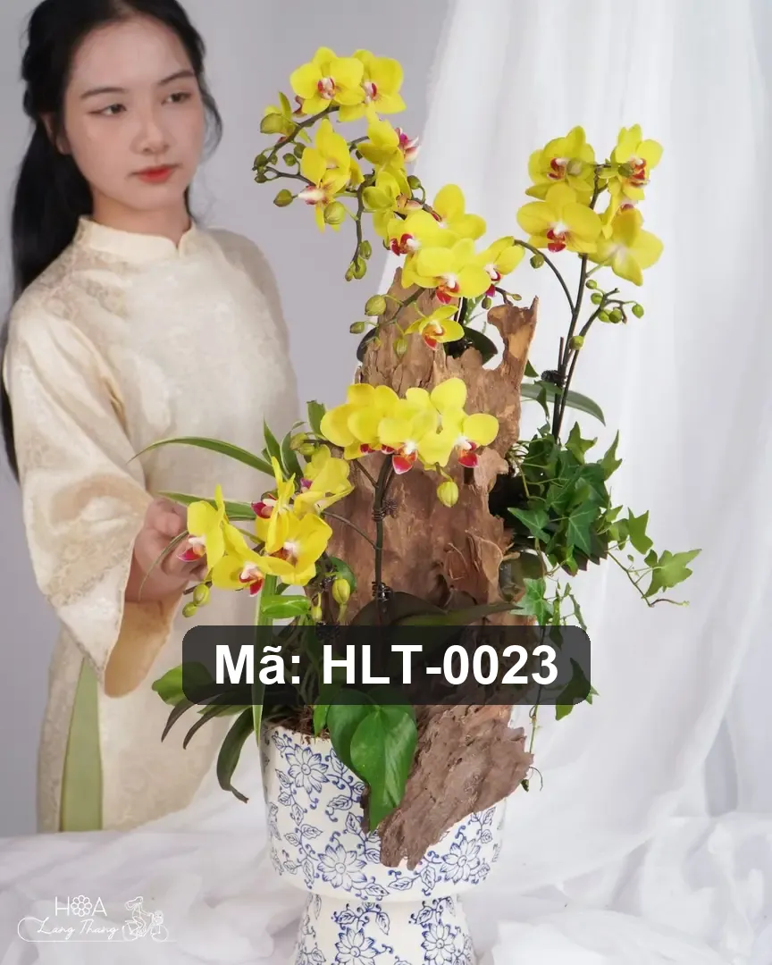 Chậu lan hồ điệp lụa - Orchid Serenity - Thumbnail 3