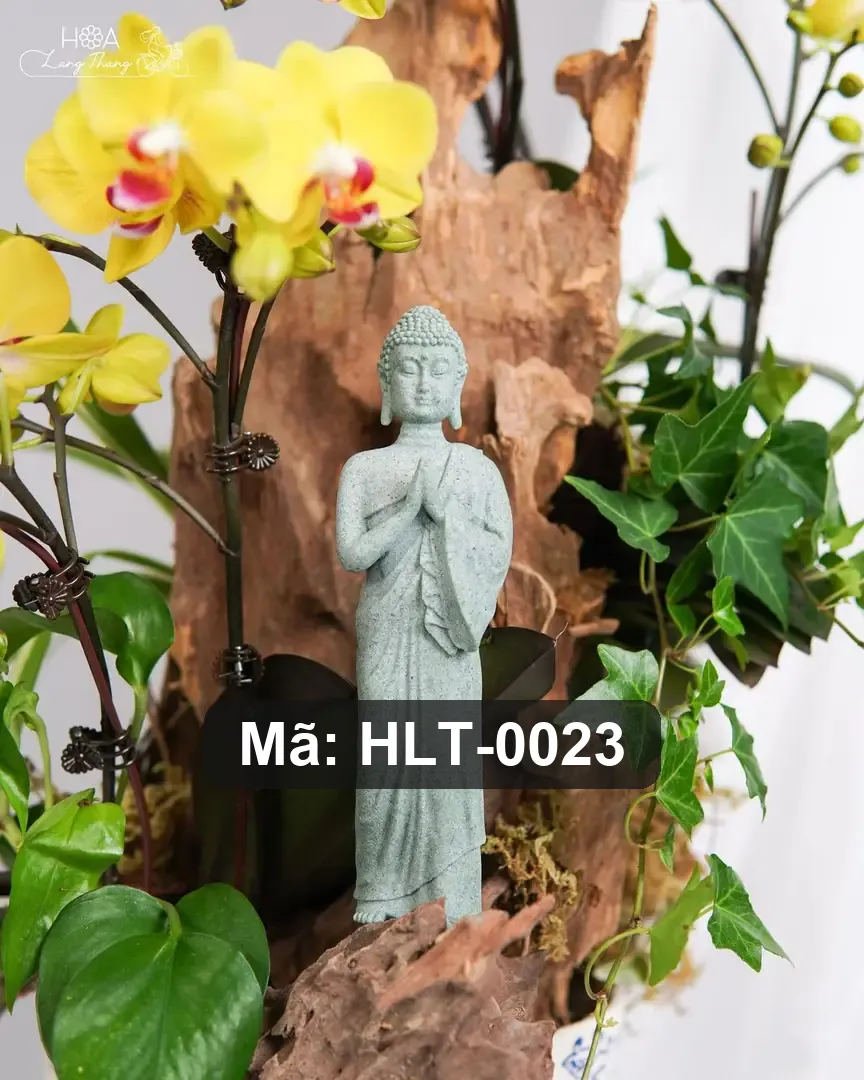 Chậu lan hồ điệp lụa - Orchid Serenity - Thumbnail 4