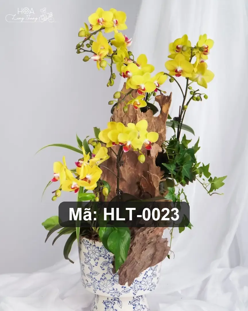 Chậu lan hồ điệp lụa - Orchid Serenity - Thumbnail 5