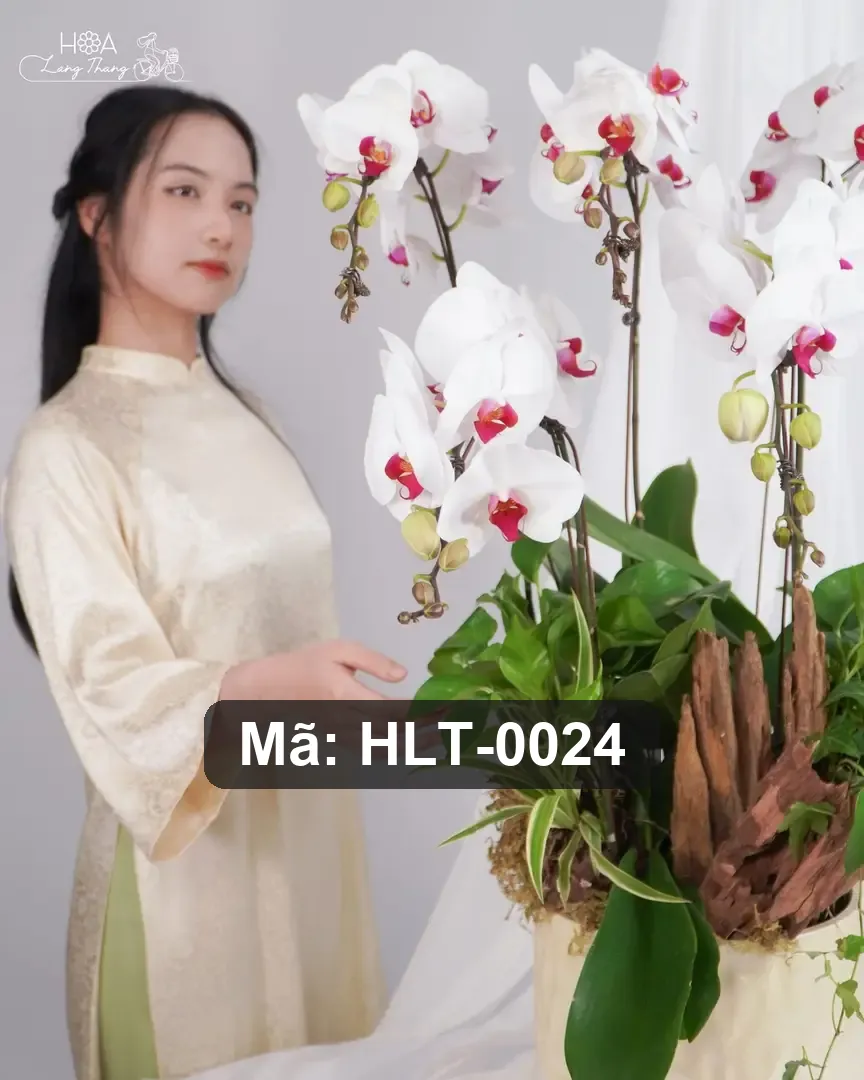 Chậu hoa lan hồ điệp trắng - White Orchid Elegance