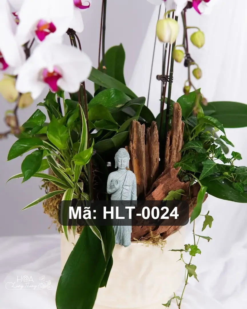 Chậu hoa lan hồ điệp trắng - White Orchid Elegance - Thumbnail 2