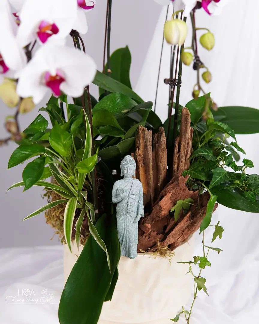 Chậu hoa lan hồ điệp trắng - White Orchid Elegance — góc khác