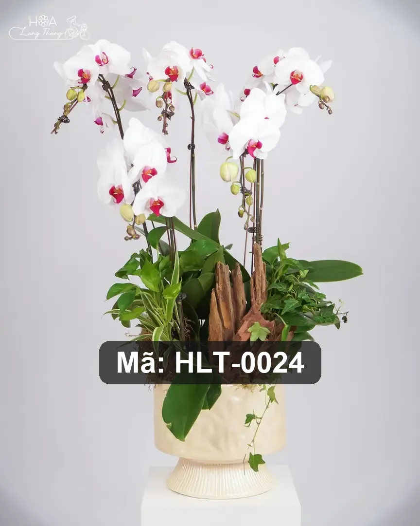 Chậu hoa lan hồ điệp trắng - White Orchid Elegance - Thumbnail 3