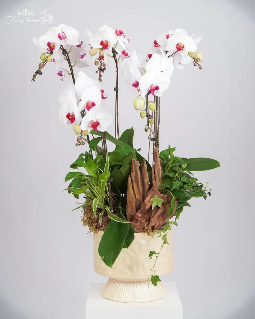 Chậu hoa lan hồ điệp trắng - White Orchid Elegance - Thumbnail 3