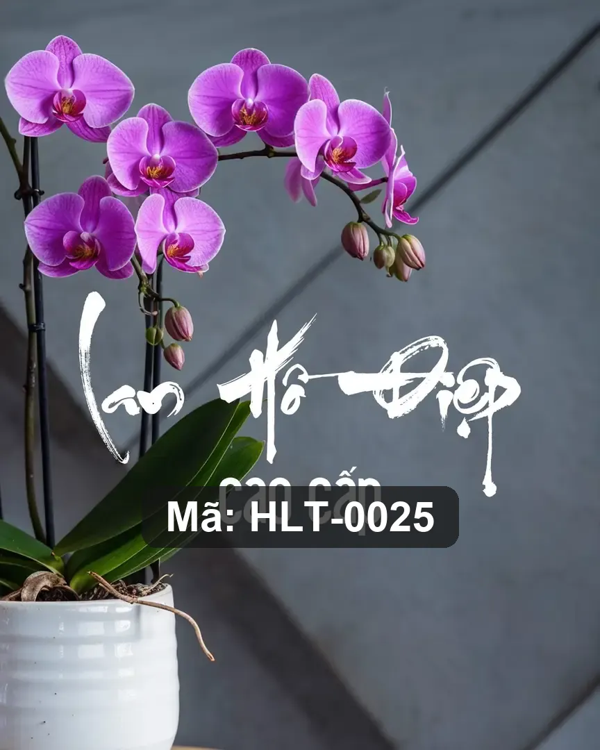 Chậu hoa lan hồ điệp mix hồng lụa - Orchid Elegance