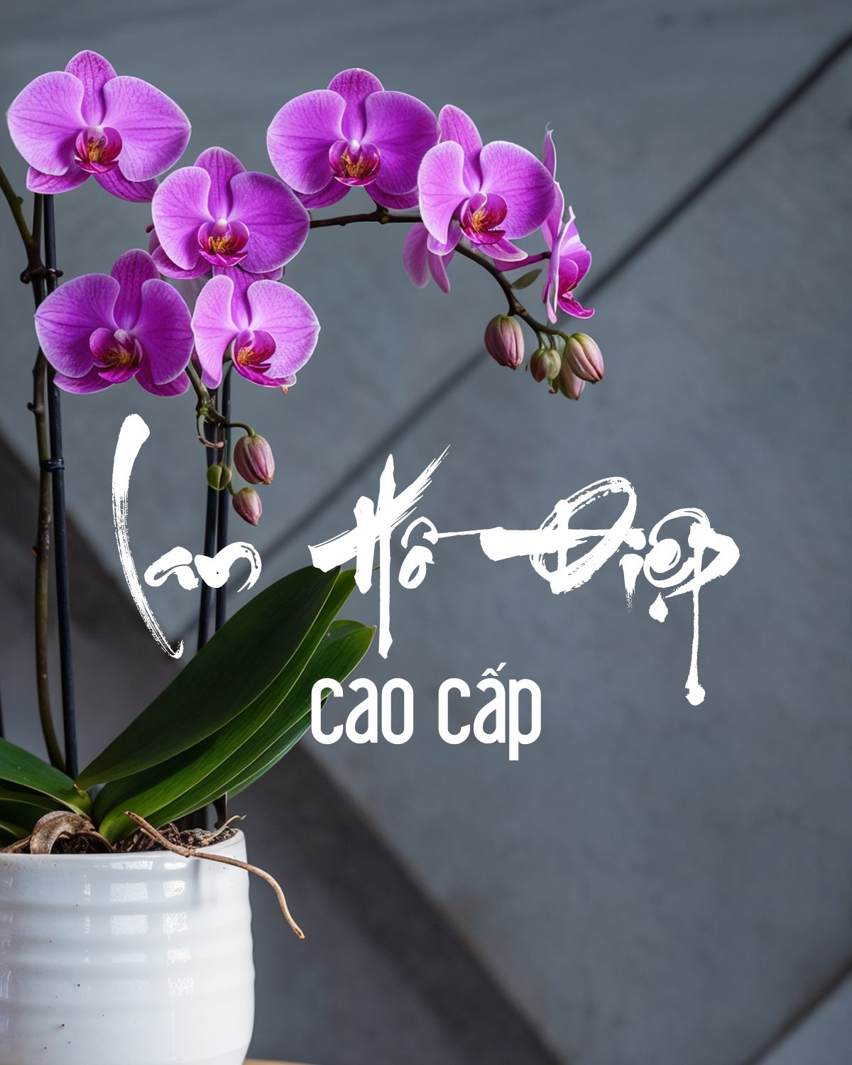 Điện Hoa Hồng Ecuador Khai Trương Hà Nội | Đặt Online Giao 2h - Hoa Lang Thang
