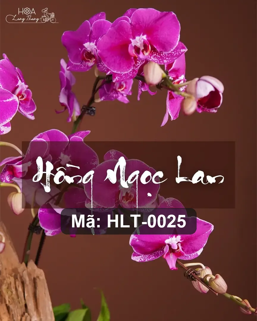 Chậu hoa lan hồ điệp mix hồng lụa - Orchid Elegance — góc khác