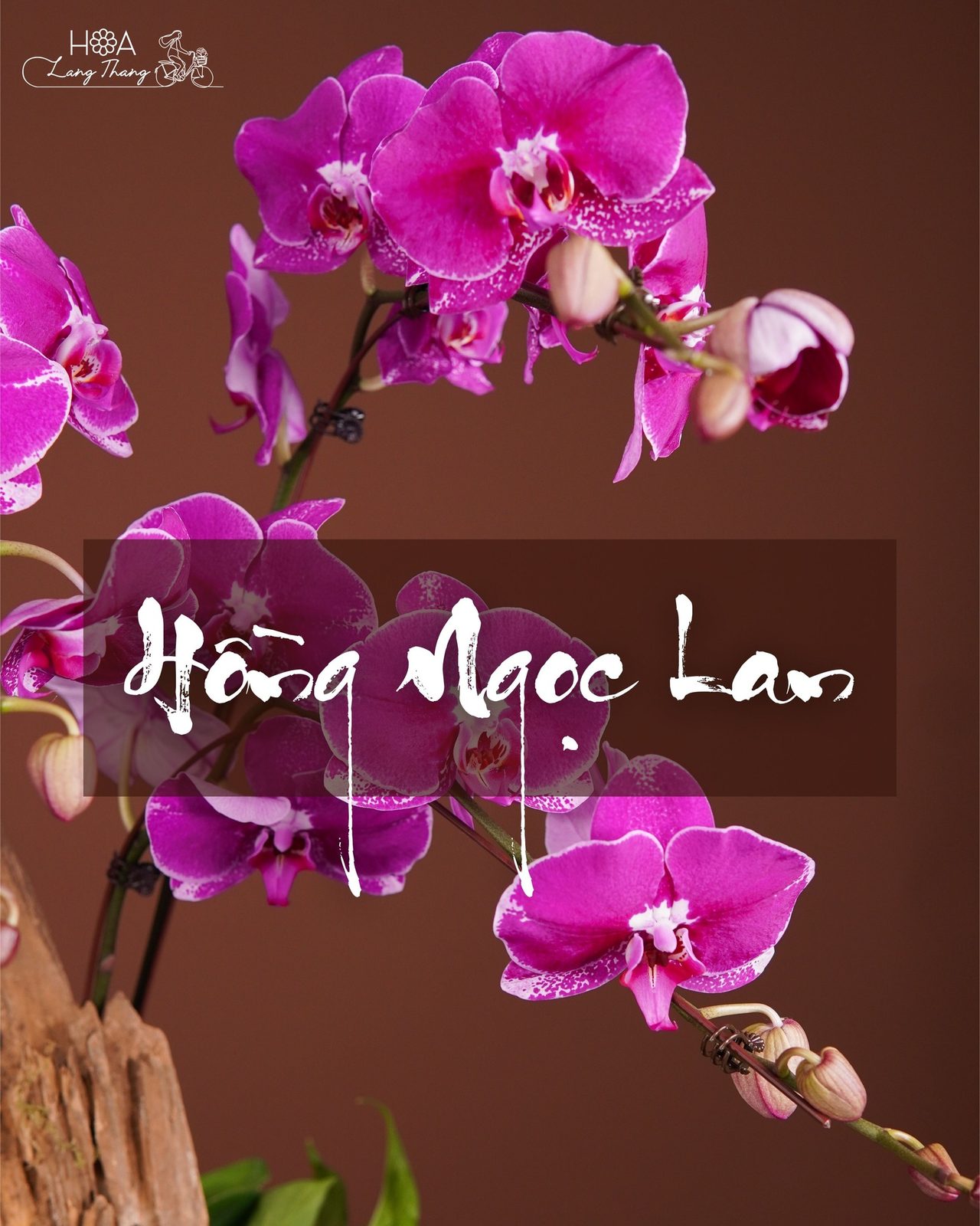 Chậu hoa lan hồ điệp mix hồng lụa - Orchid Elegance — góc khác
