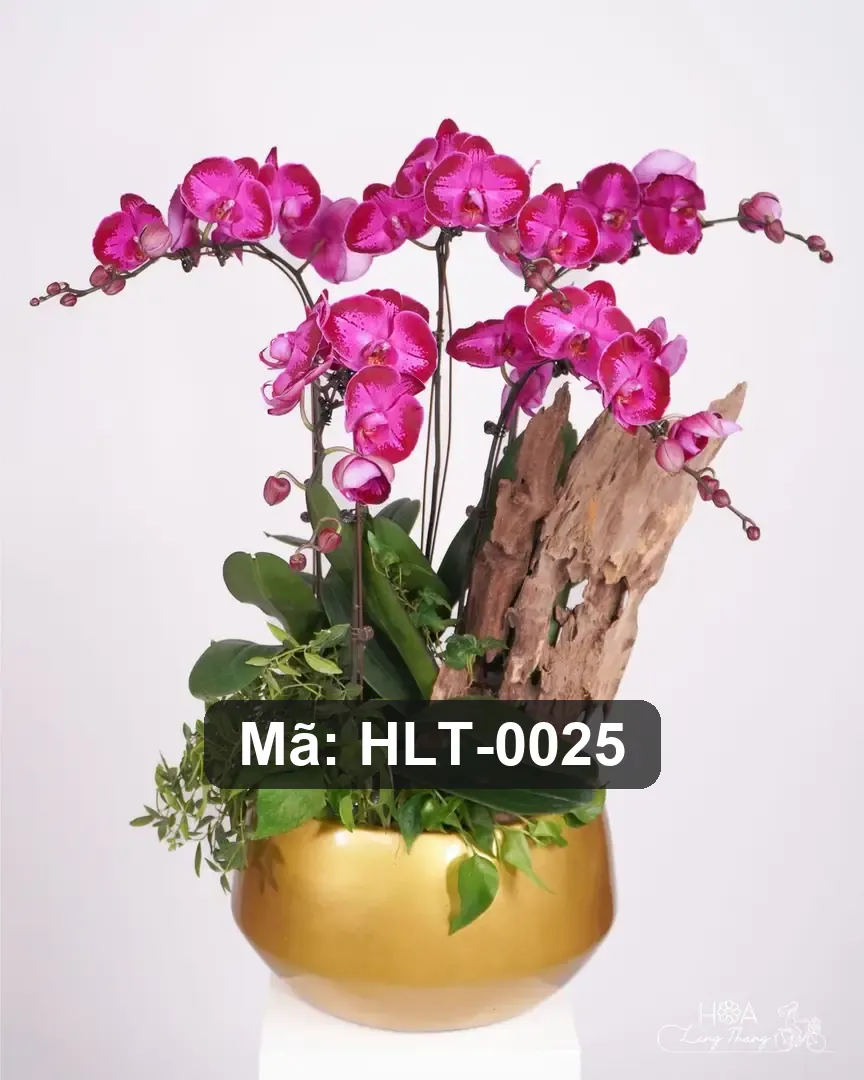 Chậu hoa lan hồ điệp mix hồng lụa - Orchid Elegance - Thumbnail 3