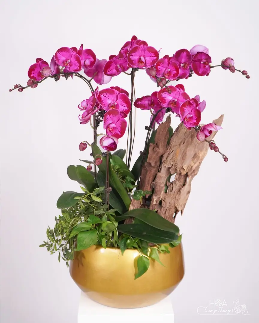 Chậu hoa lan hồ điệp mix hồng lụa - Orchid Elegance - Hoa Lang Thang