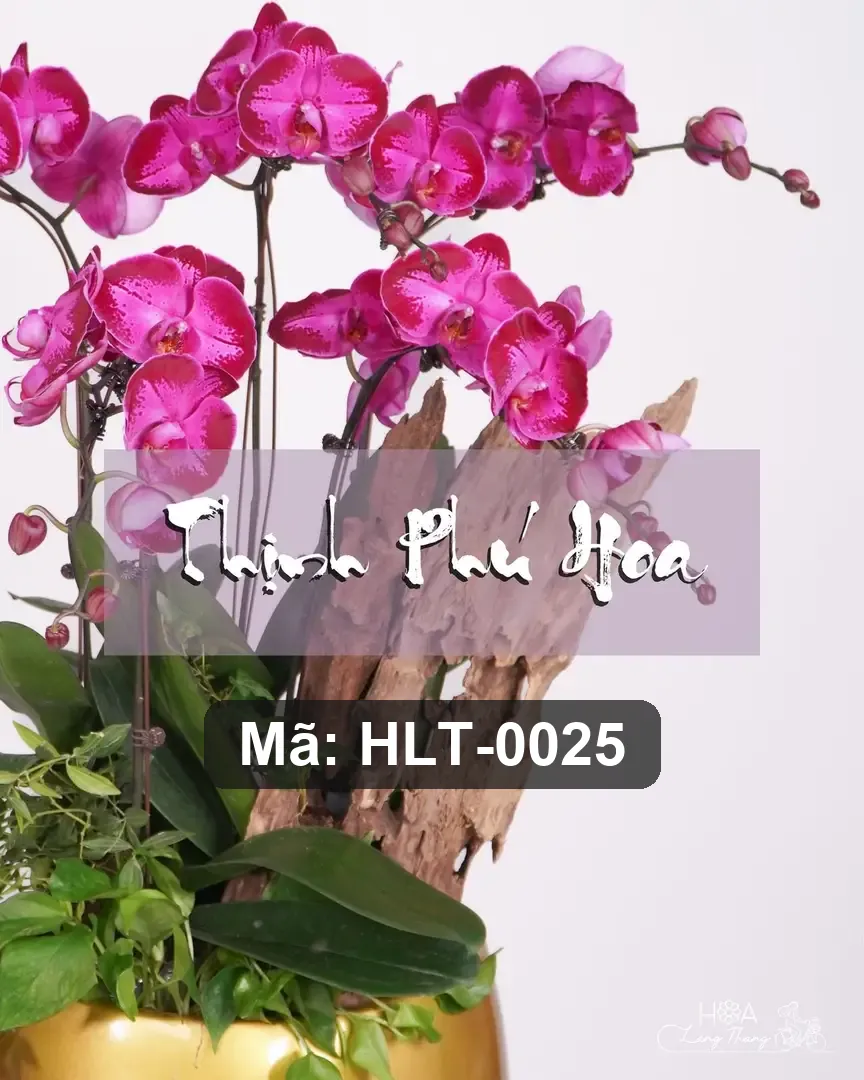 Chậu hoa lan hồ điệp mix hồng lụa - Orchid Elegance - Thumbnail 4